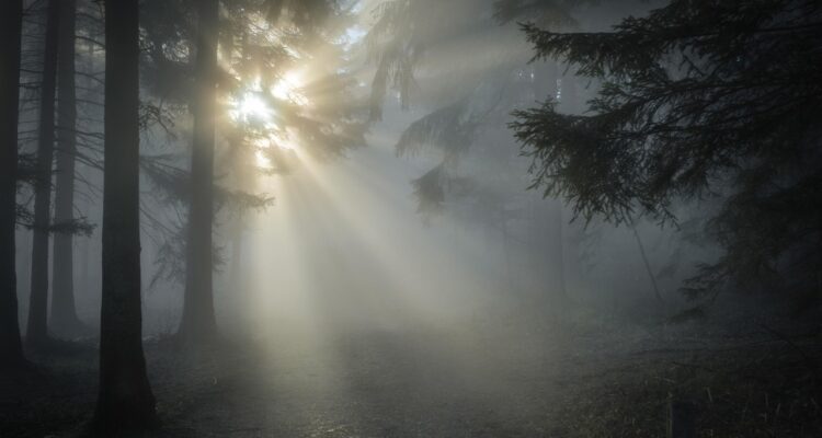 sunbeams filtering through misty forest
