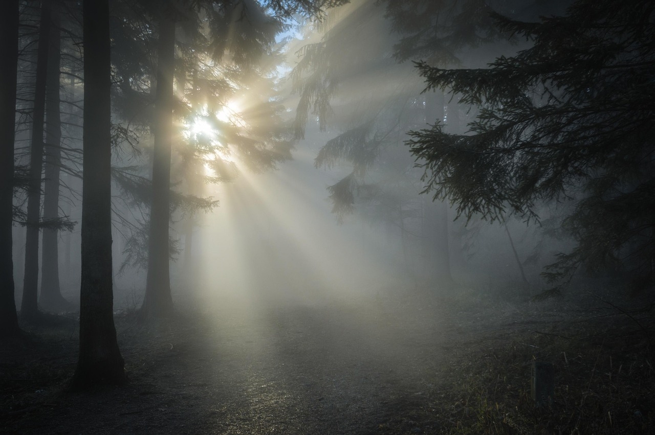 sunbeams filtering through misty forest