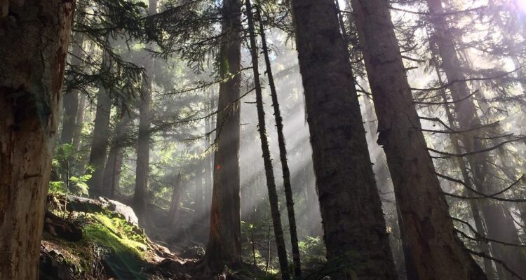 sunbeams in misty evergreen forest, tagged British Columbia