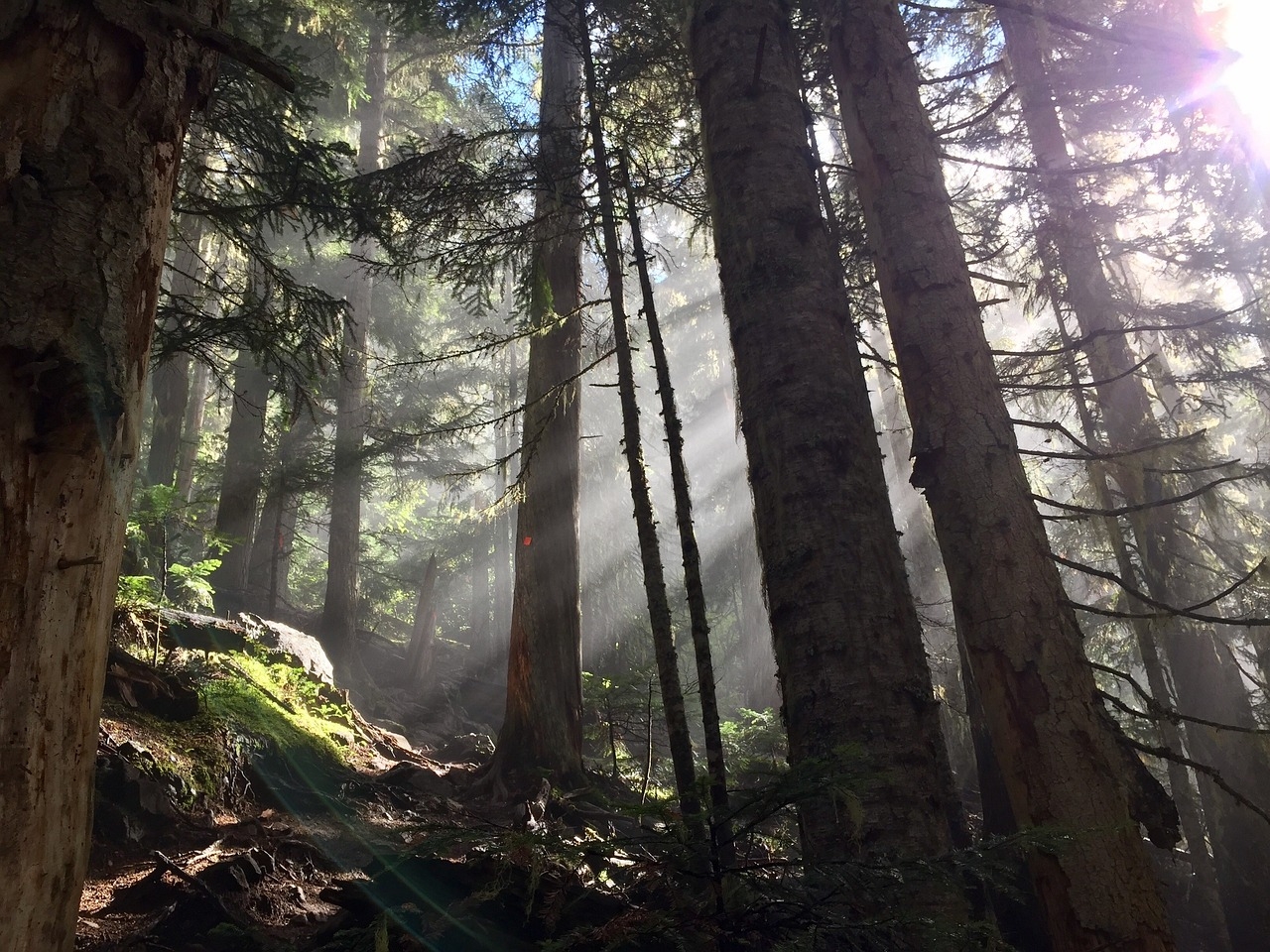 sunbeams in misty evergreen forest, tagged British Columbia
